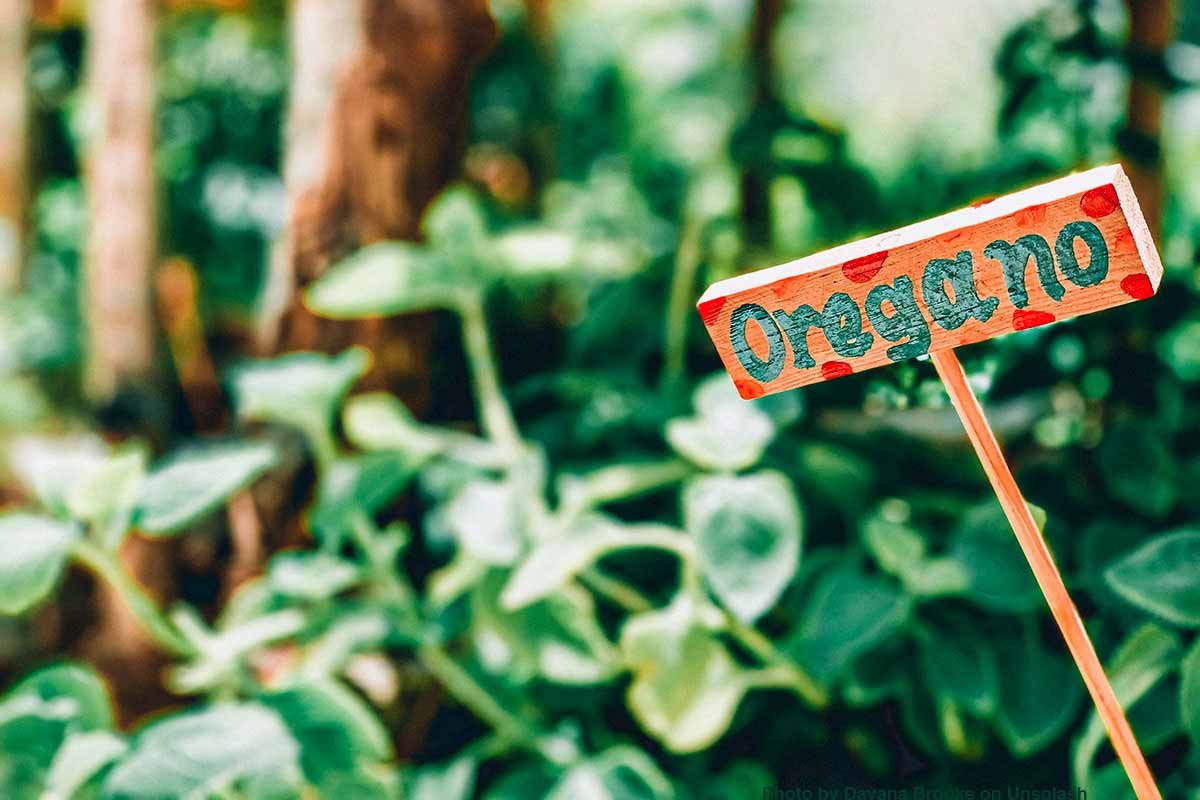 oregano benefits