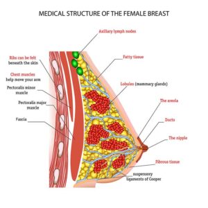 women's breast structure